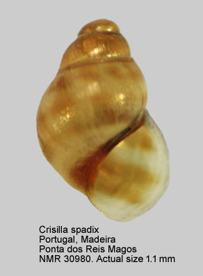 Crisilla spadix.JPG - Crisilla spadix(Watson,1897)